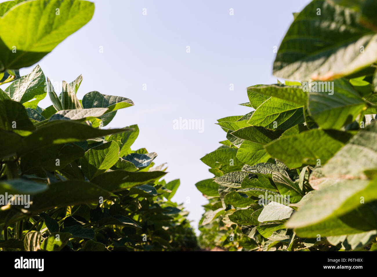 Soybean field ripening at spring season Stock Photo - Alamy