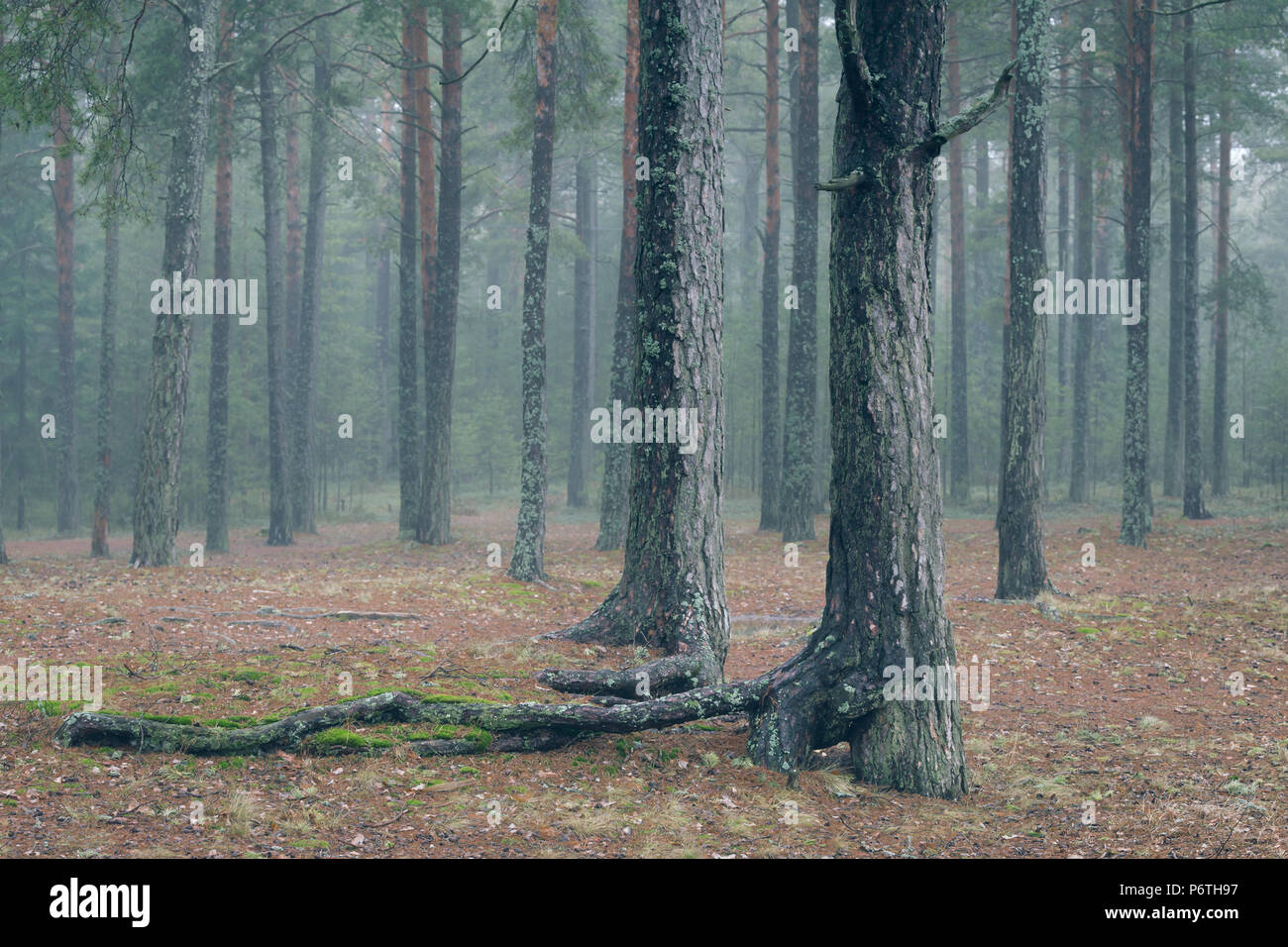 Slender Trees High Resolution Stock Photography and Images - Alamy