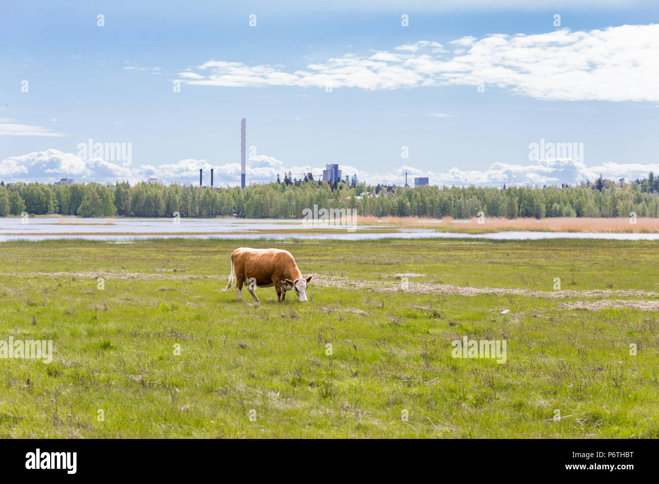 Finnish dairy cattle on pasture on sunny summer day Stock Photo