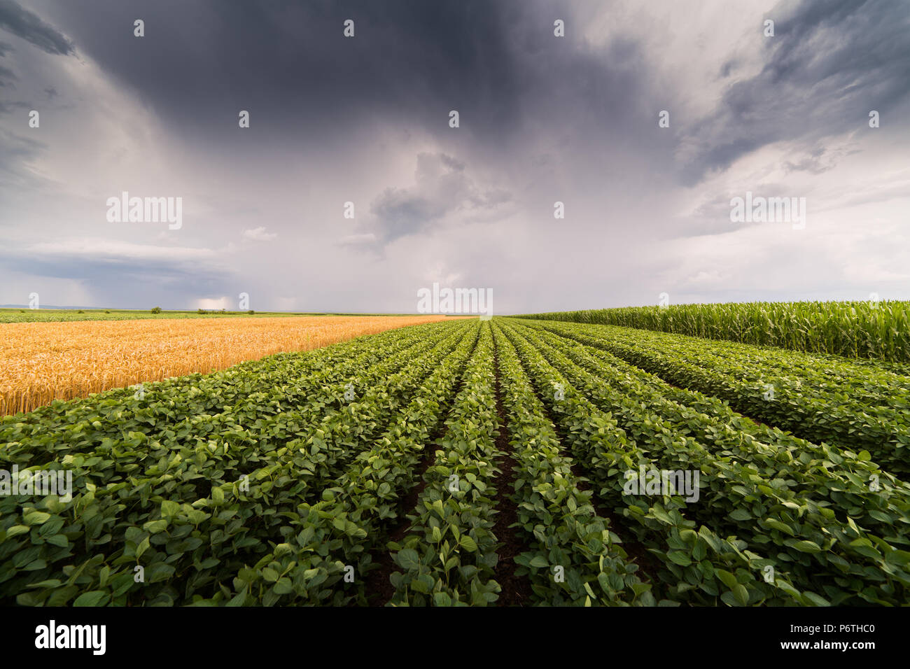 Soybean field ripening at spring season stormy day Stock Photo - Alamy