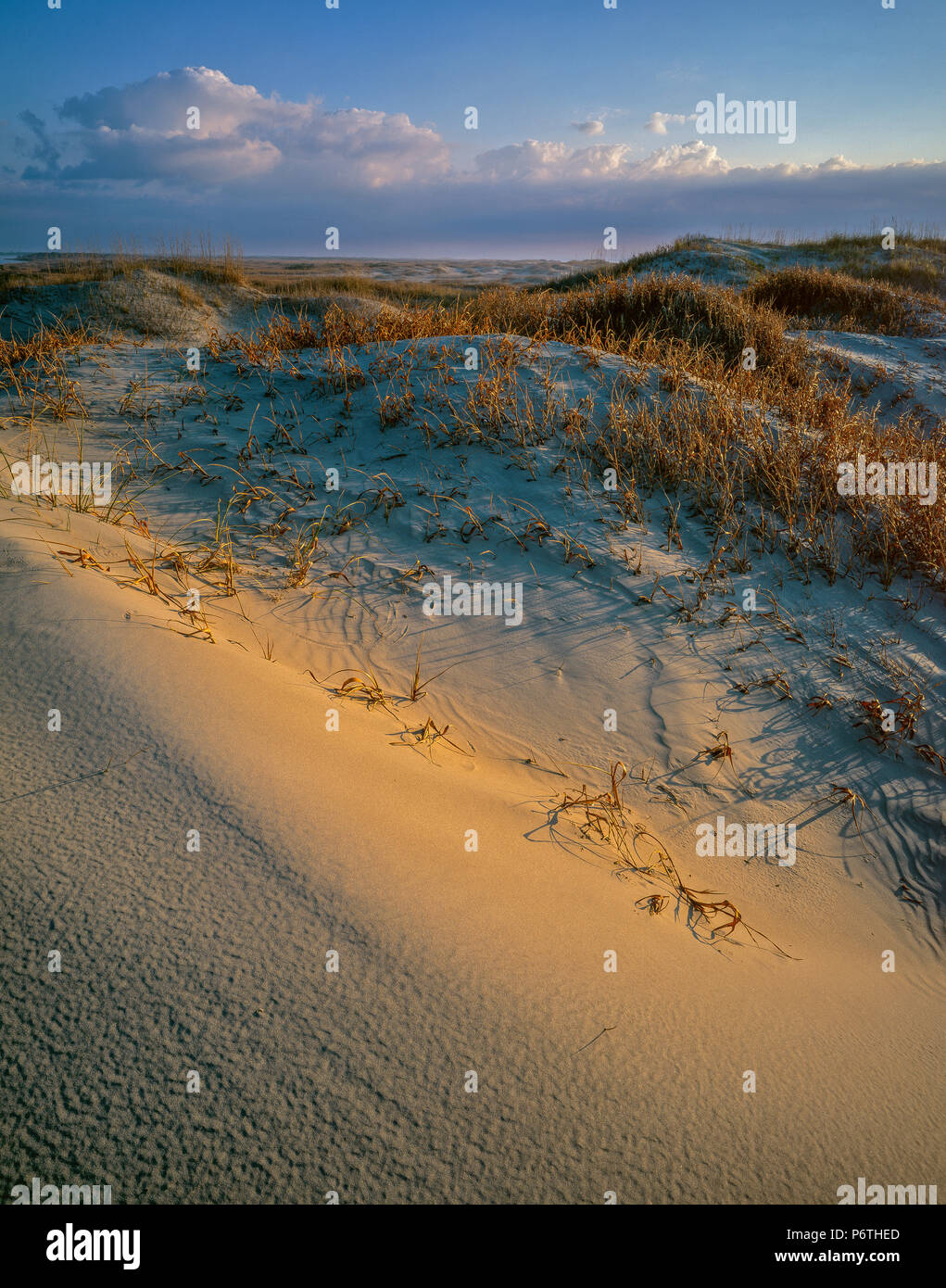 Dunes, Cape Hatteras National Seashore, Outer Banks, North Carolina Stock Photo