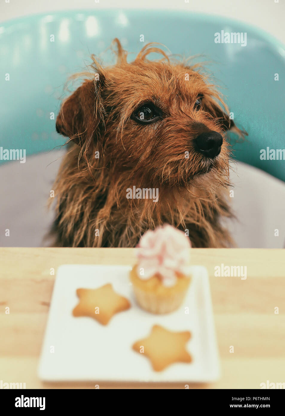 Dog & muffin Stock Photo Alamy