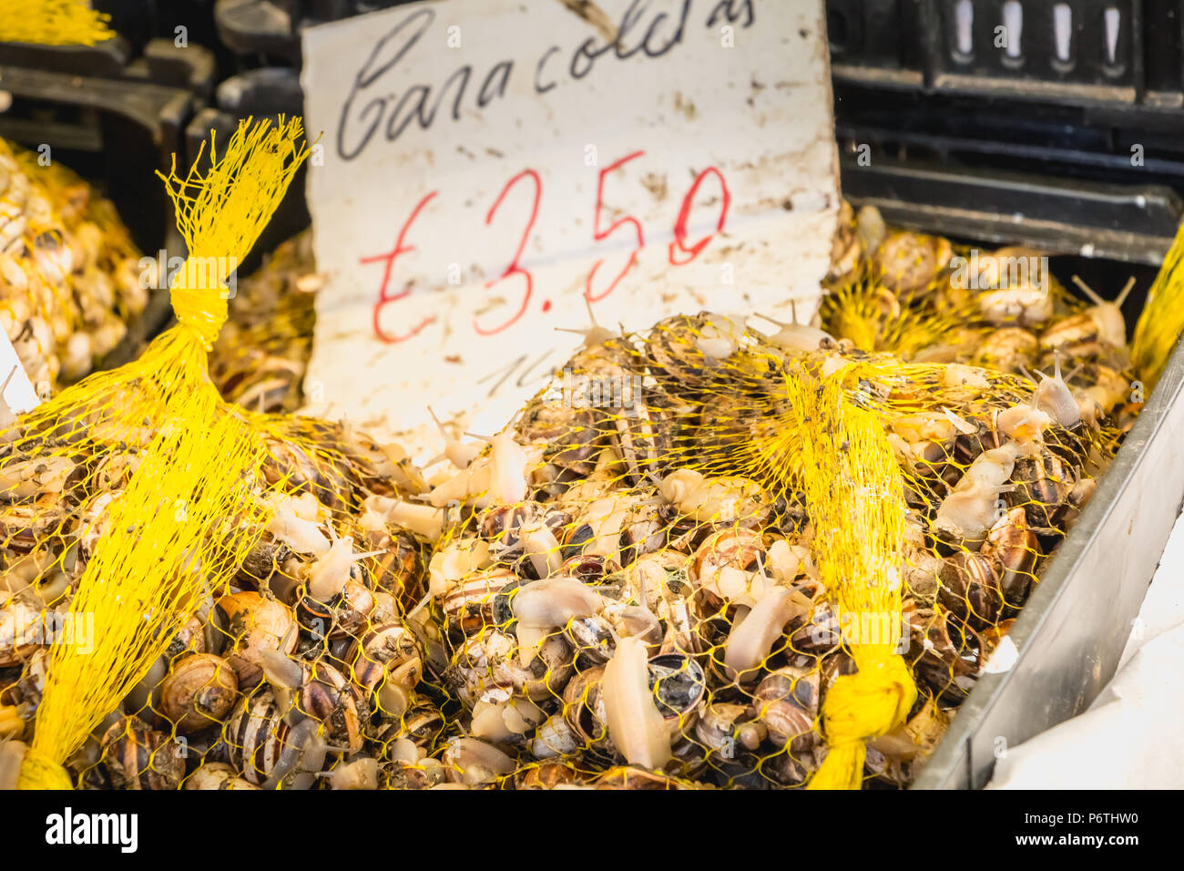 fillet of small Portuguese snail living on a market. Portuguese specialty for aperitif Stock Photo