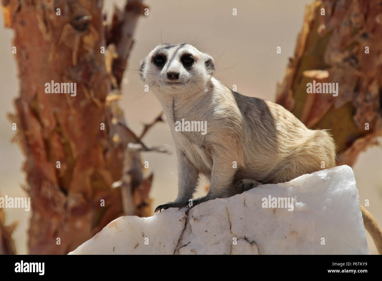 Meerkat or Suricat - Suricata suricatta -  crouched on white, quartz rock, looking around. Kalahari Namibia Stock Photo