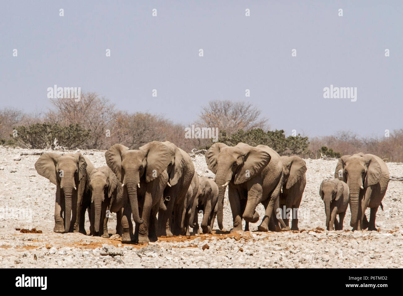 African Elephants - Loxodonta - breeding herd on the move Stock Photo