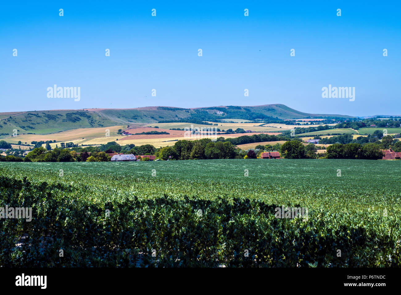 View of Firle Beacon in East Sussex, England across well-maintained bean crop fields Stock Photo