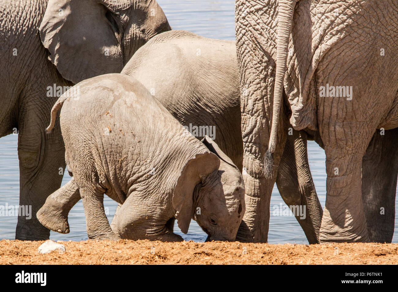 Baby African Elephant - Loxodonta - in herd at waterhole playing doing headstand Stock Photo