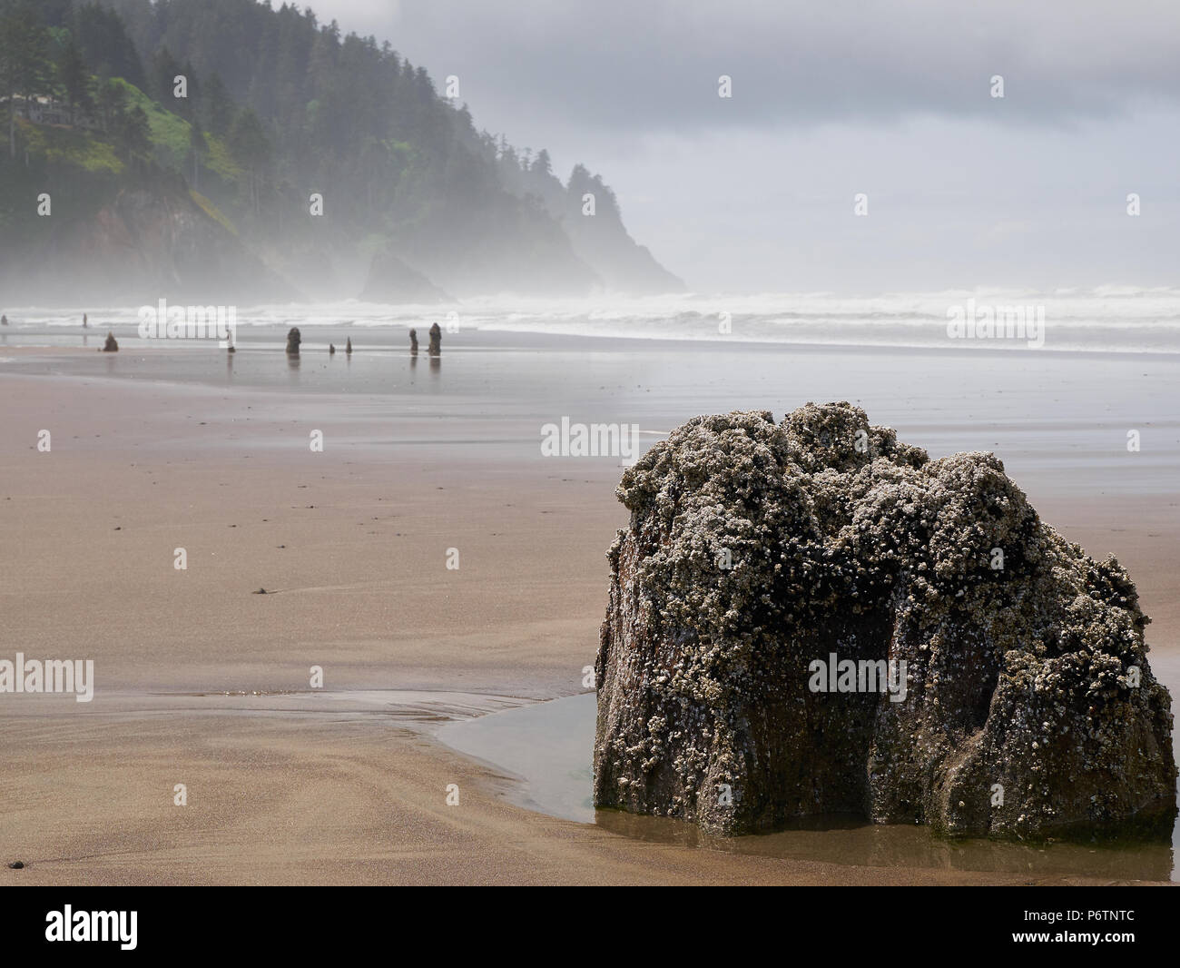 Barnacle-encrusted rock, Neskowin, Tillamook County, Oregon Stock Photo