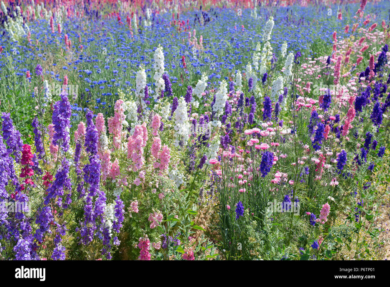 Delphiniums and cornflowers grown in a field at the Real Flower Petal Confetti company flower fields in Wick, Pershore, Worcestershire. UK Stock Photo