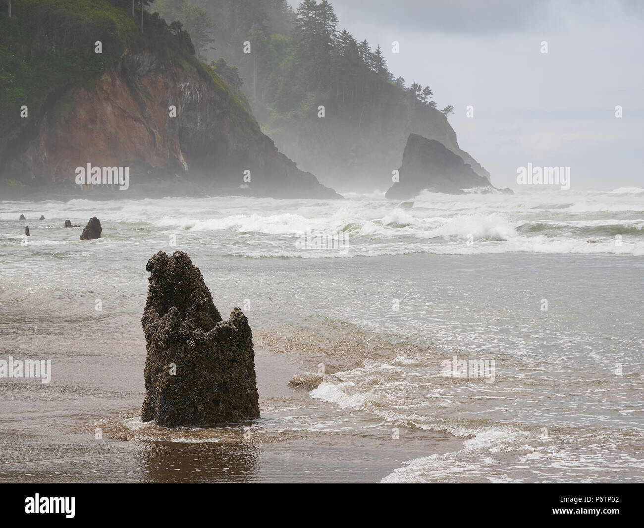 Stump from Ghost Forest, Neskowin, Tillamook County, Oregon Stock Photo