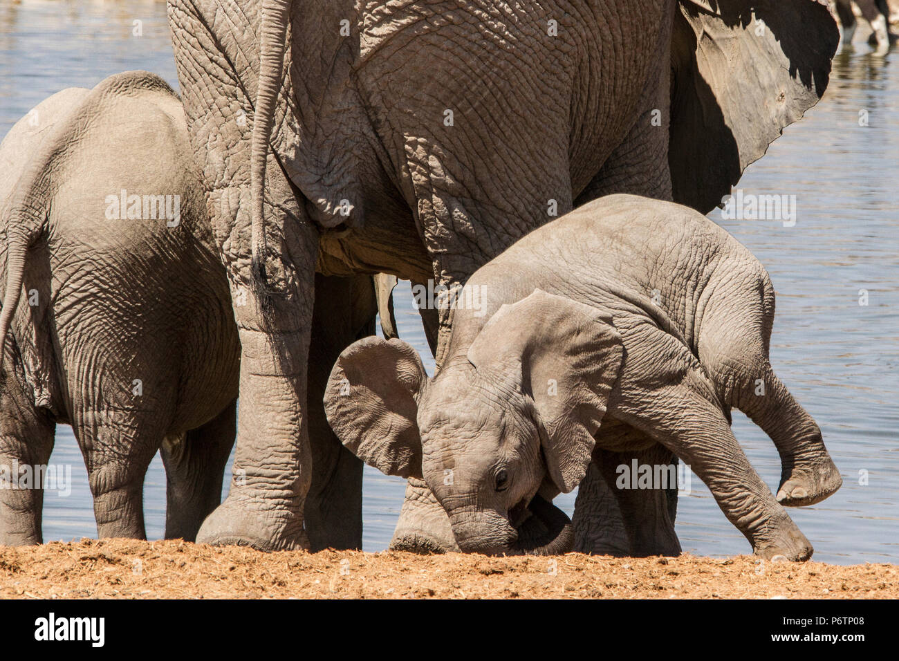 Baby African Elephant - Loxodonta - in herd at waterhole playing doing headstand Stock Photo