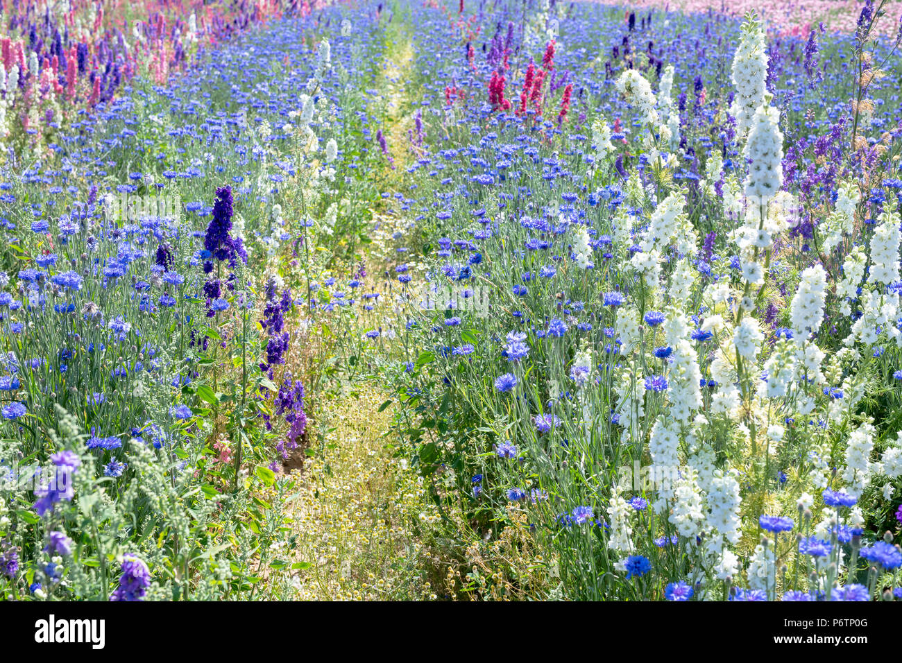 Delphiniums and cornflowers grown in a field at the Real Flower Petal Confetti company flower fields in Wick, Pershore, Worcestershire. UK Stock Photo
