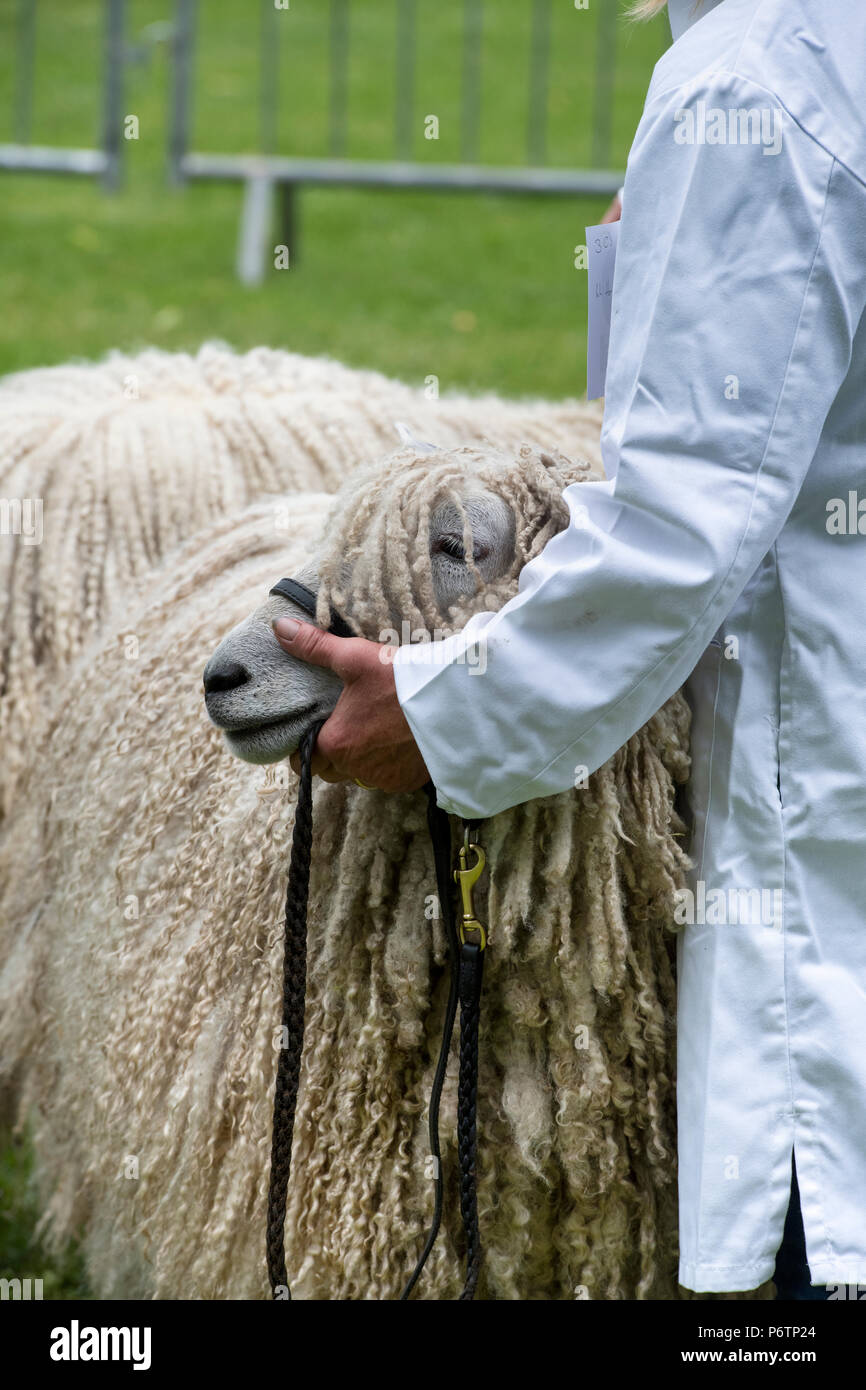 Lincoln Longwool sheep at an Agricultural show. UK Stock Photo