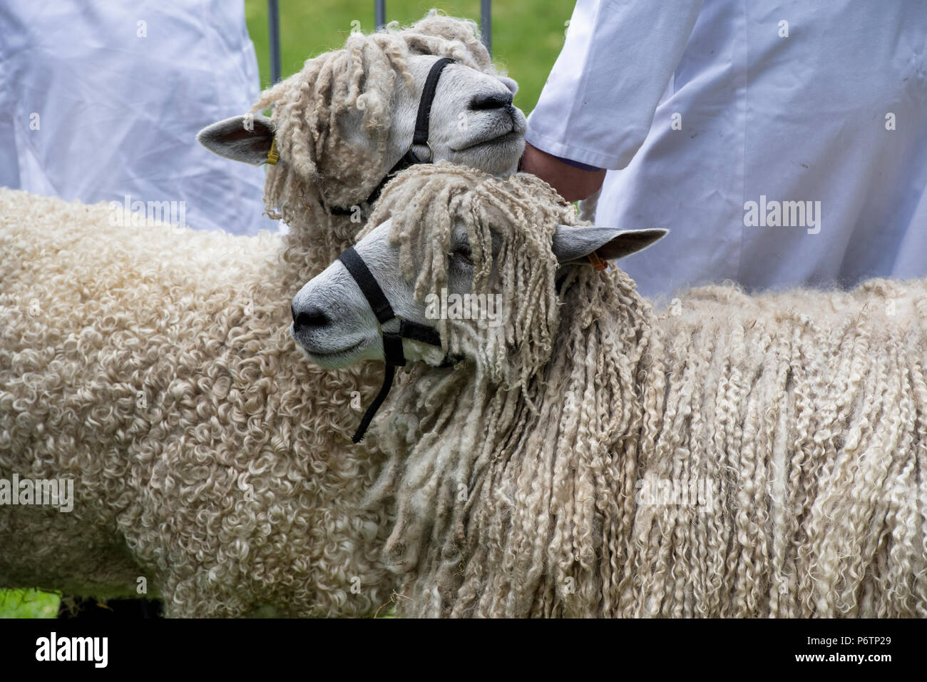 Lincoln Longwool sheep at an Agricultural show. UK Stock Photo