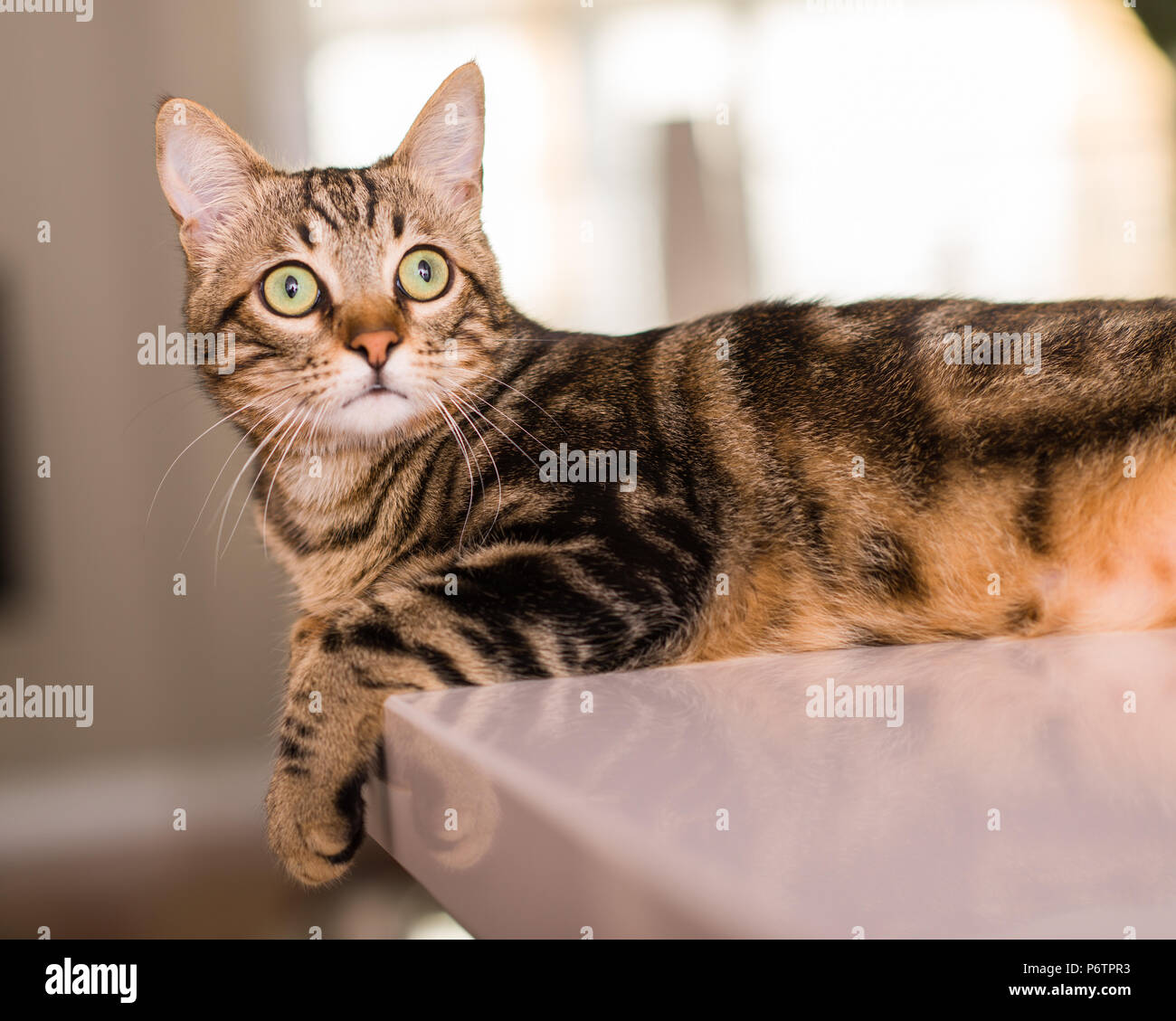 Domestic cat at home Stock Photo