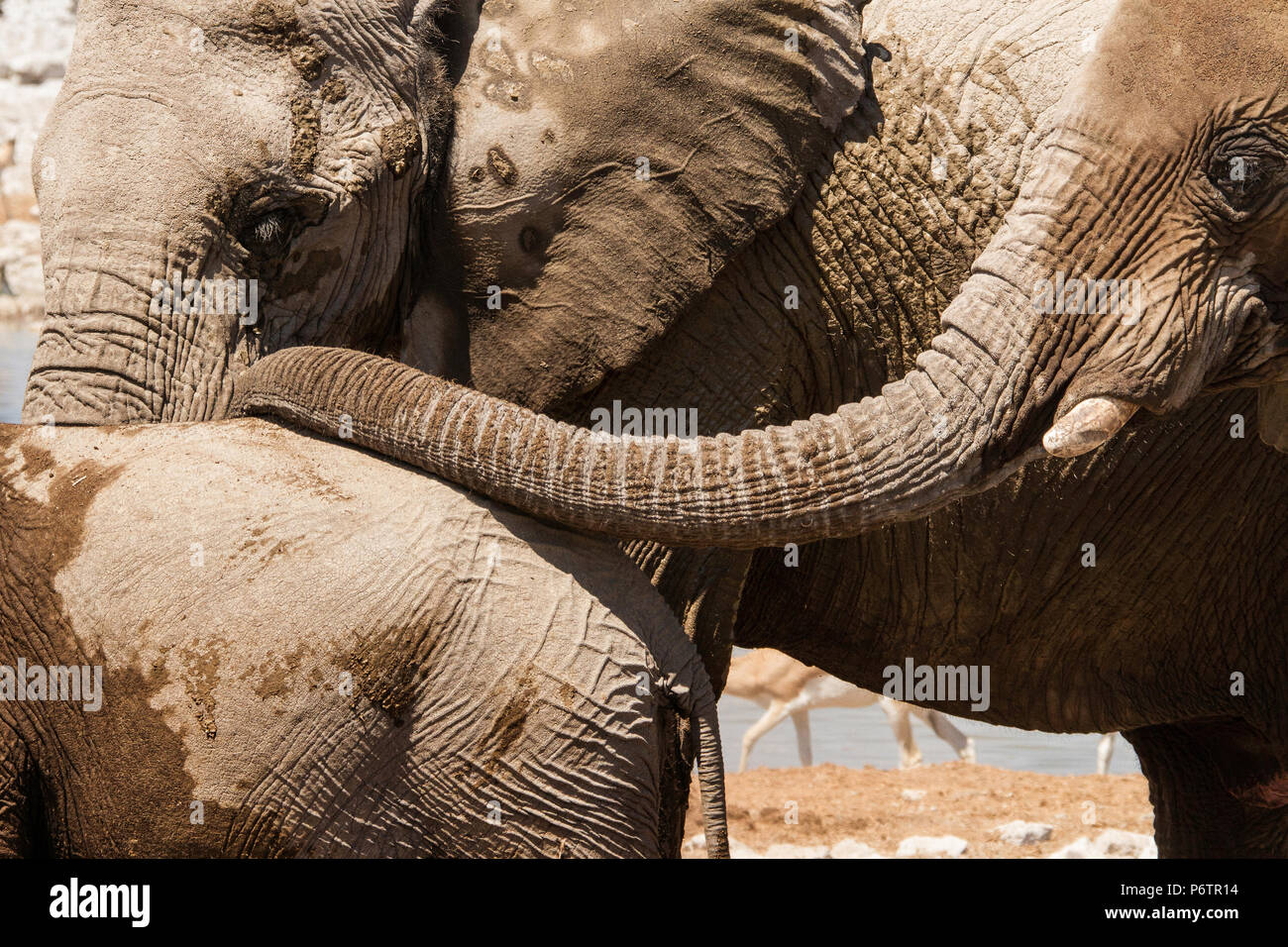 Adult African Elephant - Loxodonta - showing affection to baby and stroking it with her trunk Stock Photo
