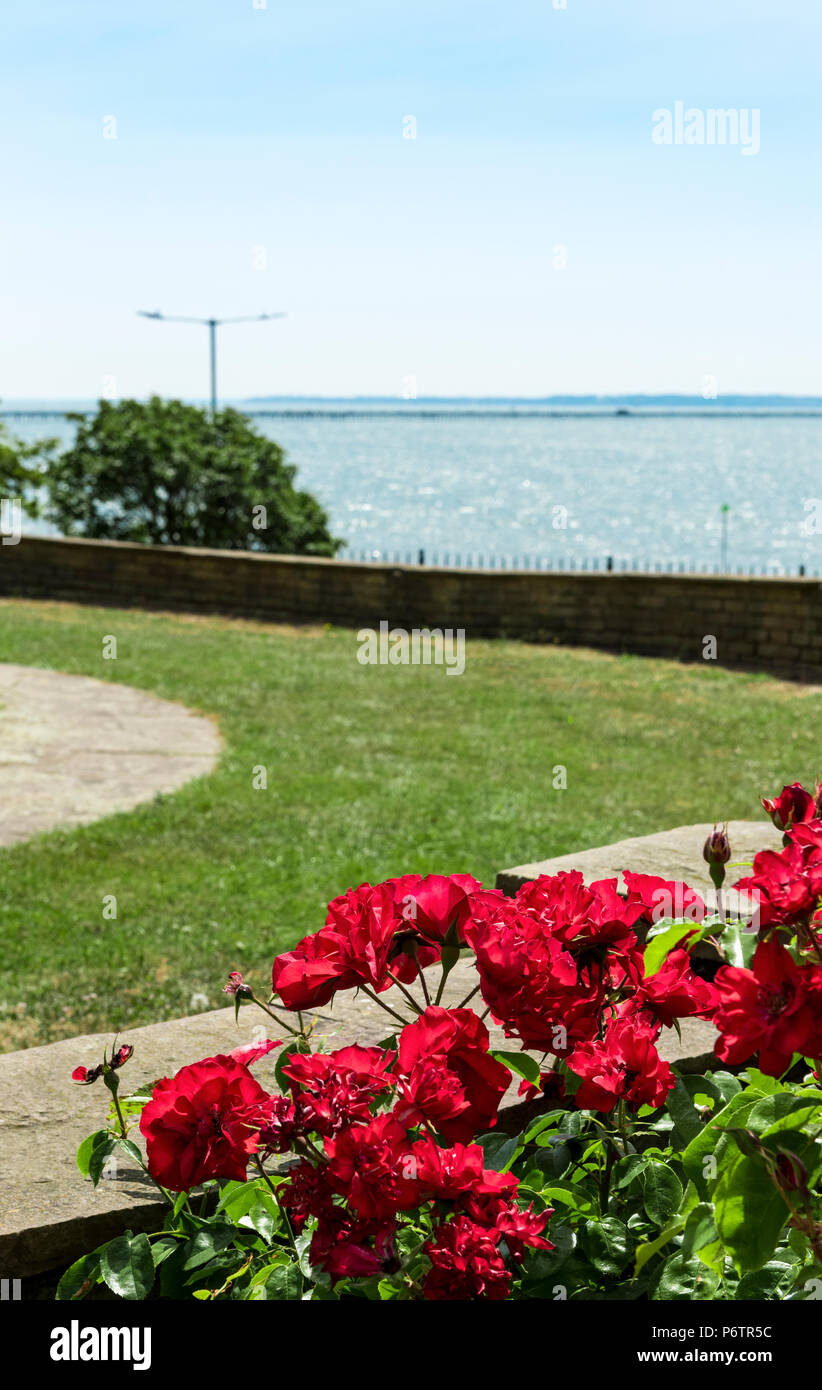 Formal planting with coastal aspect, red roses bloom well overlooking the sea. Stock Photo