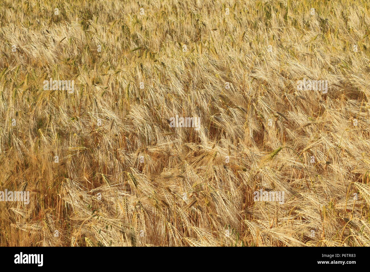 Barley, agricultural, field, crop, detail Stock Photo