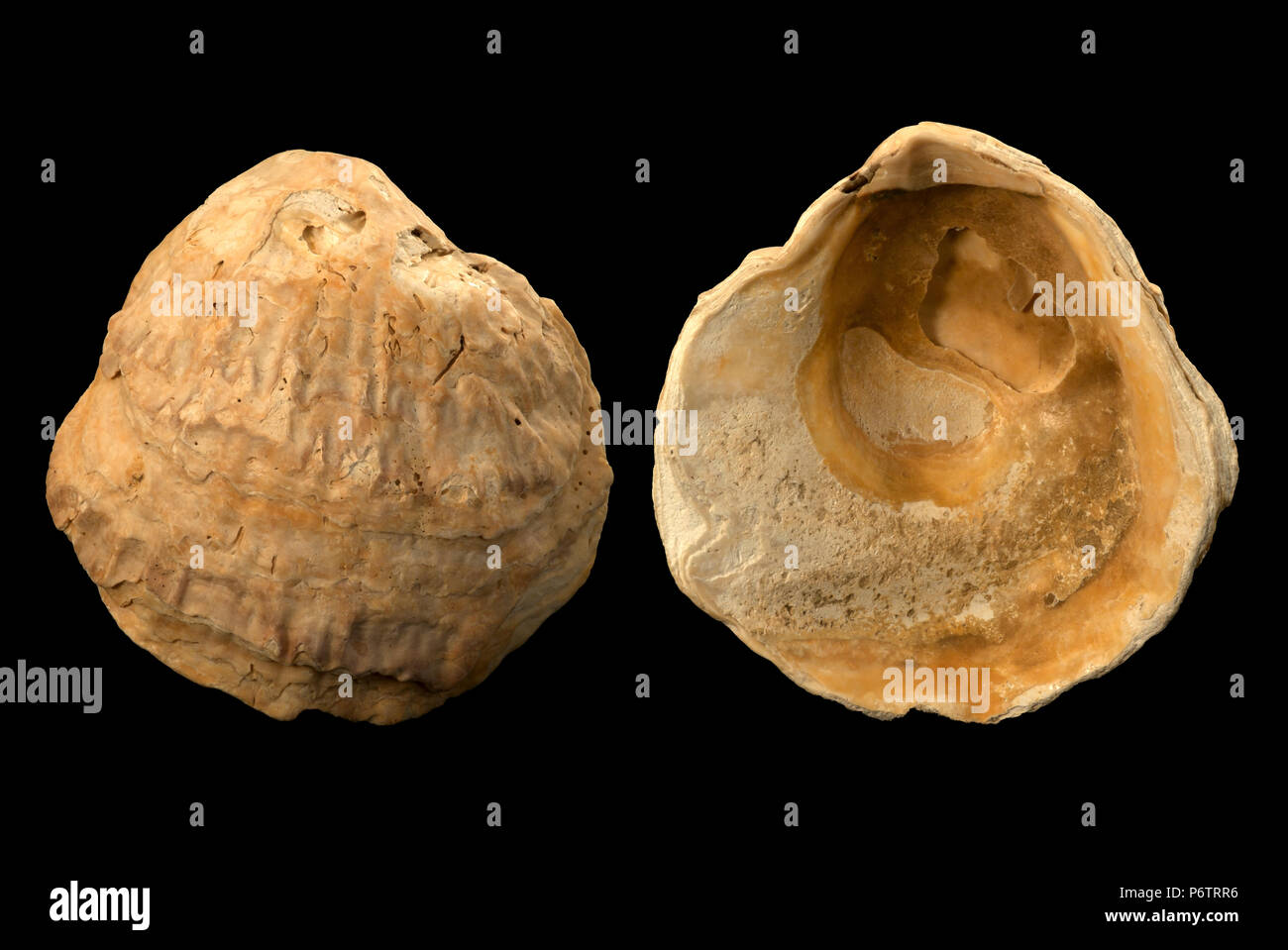Malacology: fossil of bivalves (genus Ostrea) Stock Photo