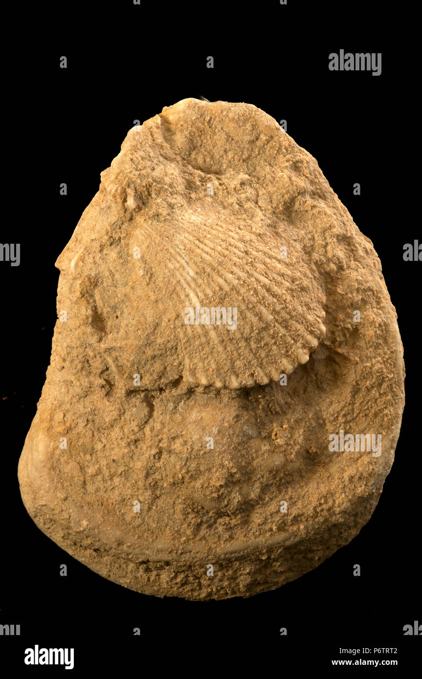 Malacology: fossil of bivalves. Spain. Europe Stock Photo