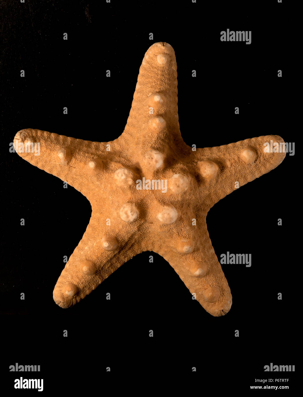 Starfish Protoreaster nodosus (dried specimen) Stock Photo