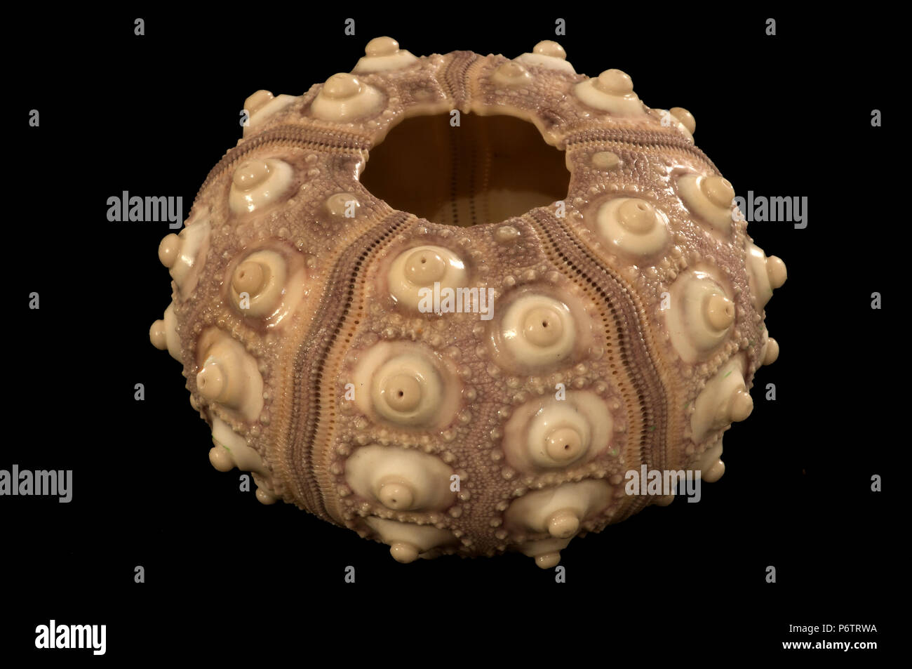 Calcareous skeleton of sea urchin Phyllacanthus imperialis Stock Photo