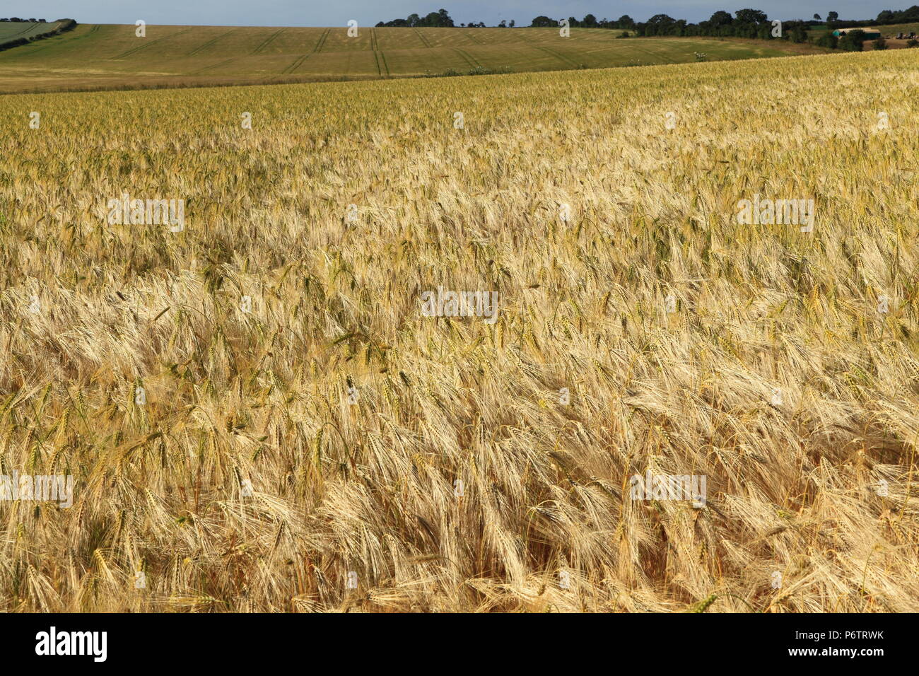 Barley field Norfolk UK Stock Photo