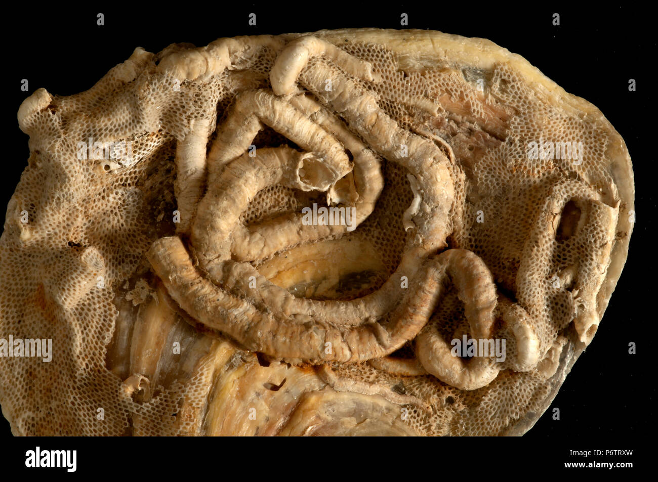 Tubes of marine worms, on bivalve shell. Spain. Europe Stock Photo