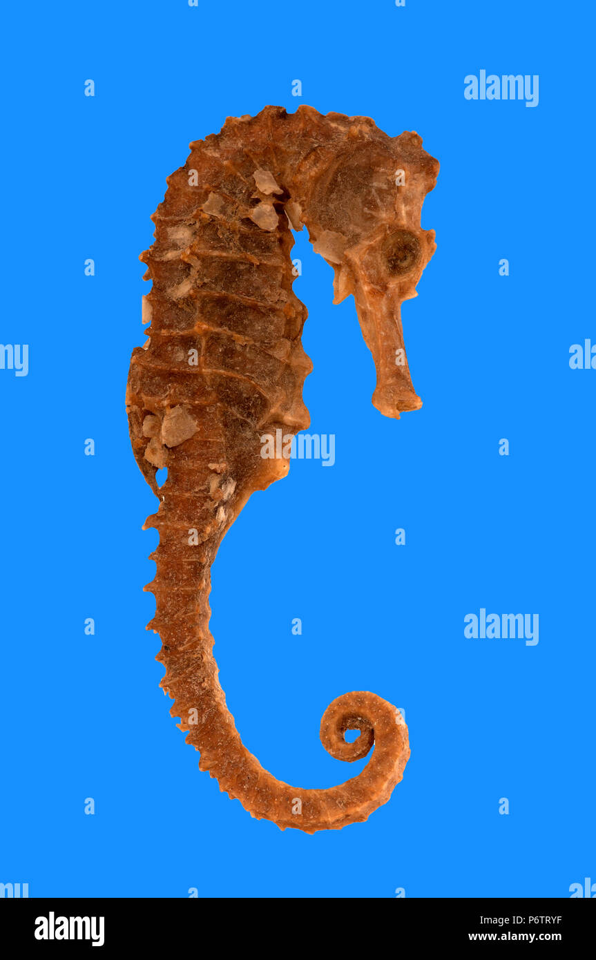 Seahorse fish (genus Hippocampus). Spain. Europe Stock Photo
