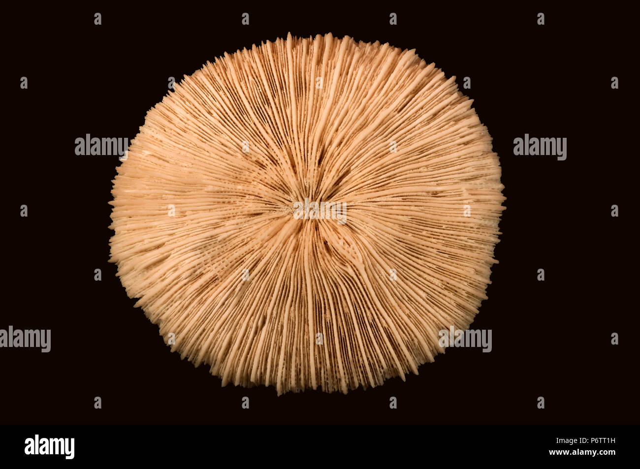 Skeleton of coral Fungia sp. Pedal disc - Septum (calcified radial walls). Class Anthozoa, Phylum Cnidaria, Anemone, Stock Photo