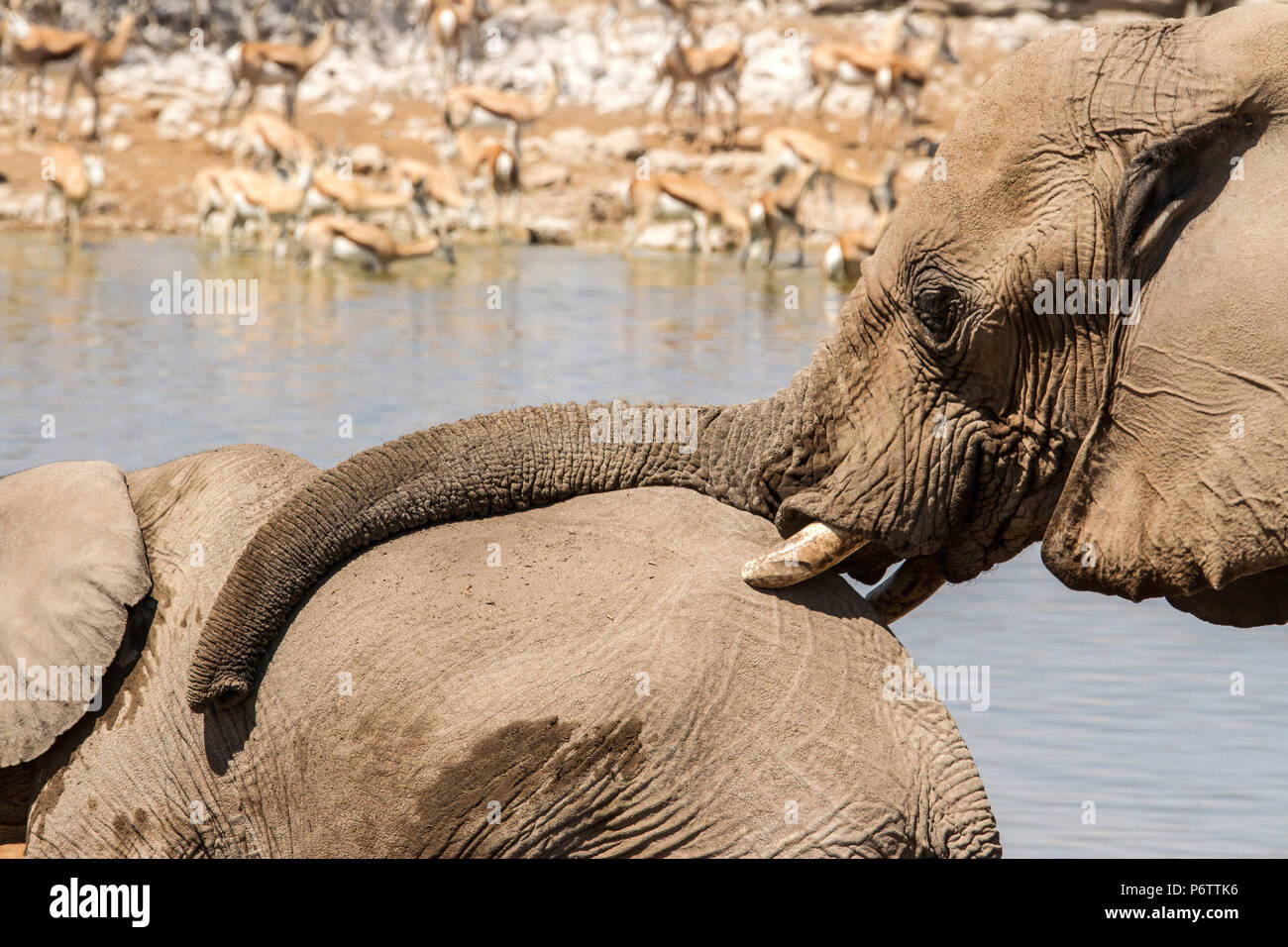 Adult African Elephant - Loxodonta - showing affection to baby and stroking it with her trunk Stock Photo