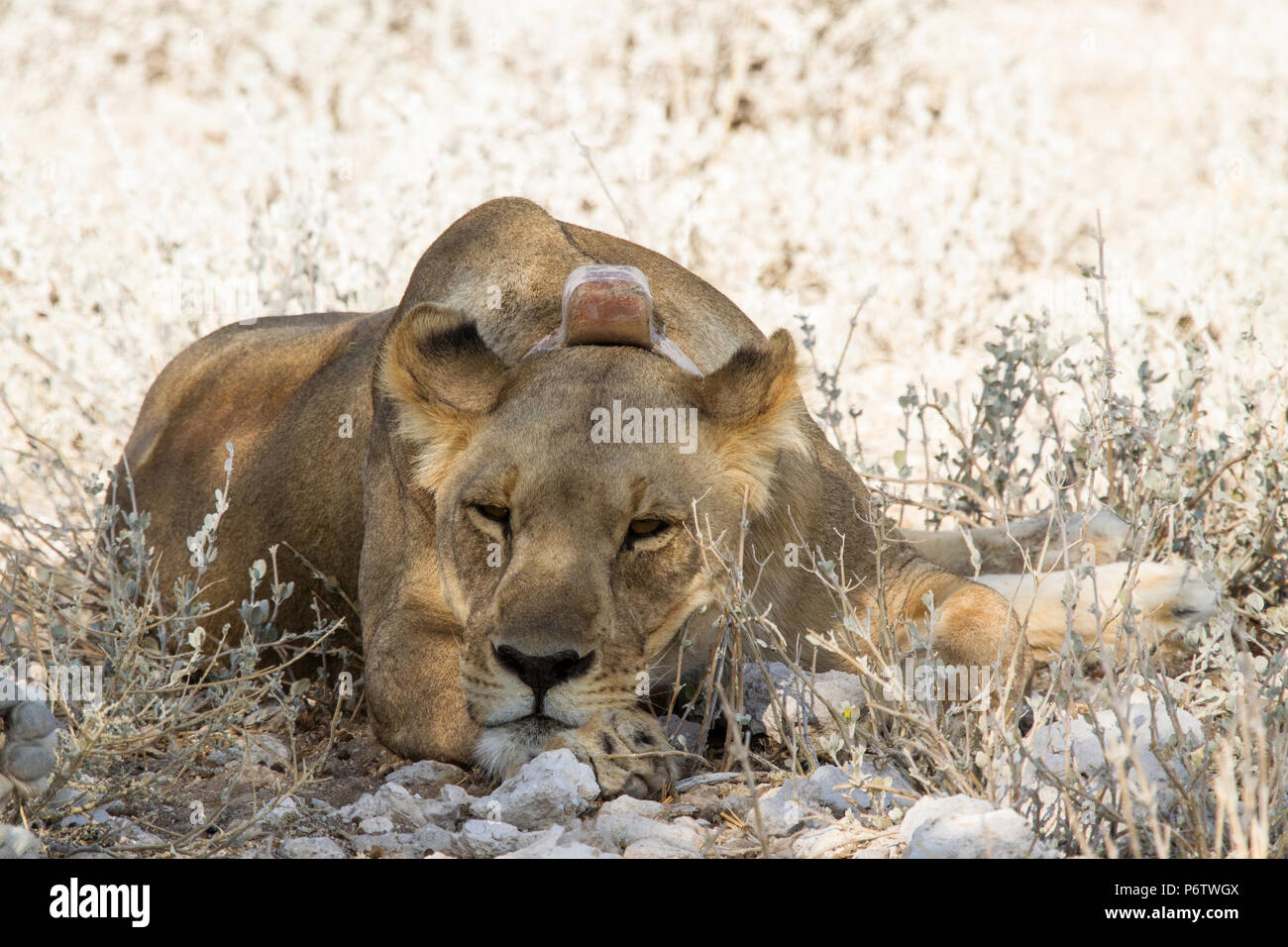 Alert but resting Lion - Panthera leo - with eyes open, in Etosha, Namibia. Showing tracking collar. Stock Photo