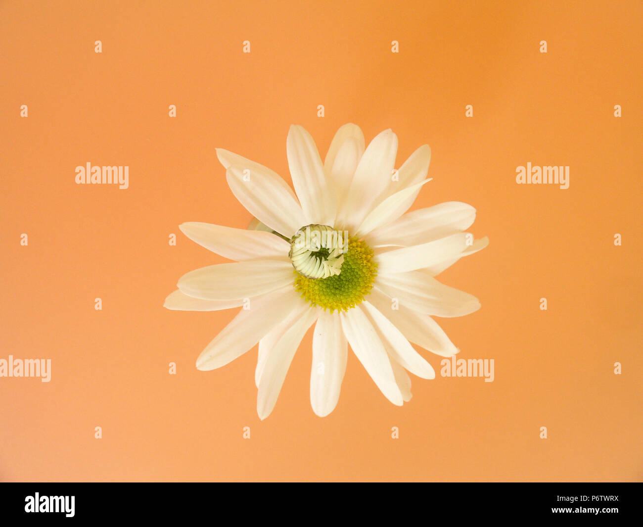 Daisy, São Paulo, Brazil Stock Photo Alamy