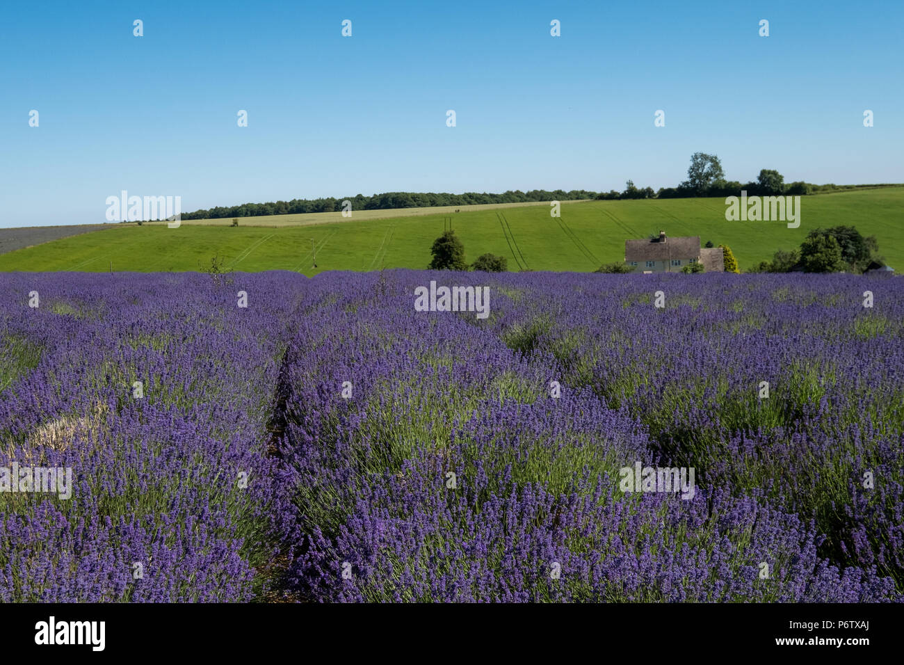 View of lavender fields on a flower farm in the Cotswolds, in Snowshill
