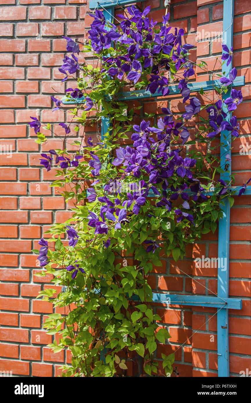 Beautiful background with flowers big pink clematis on a brick wall on