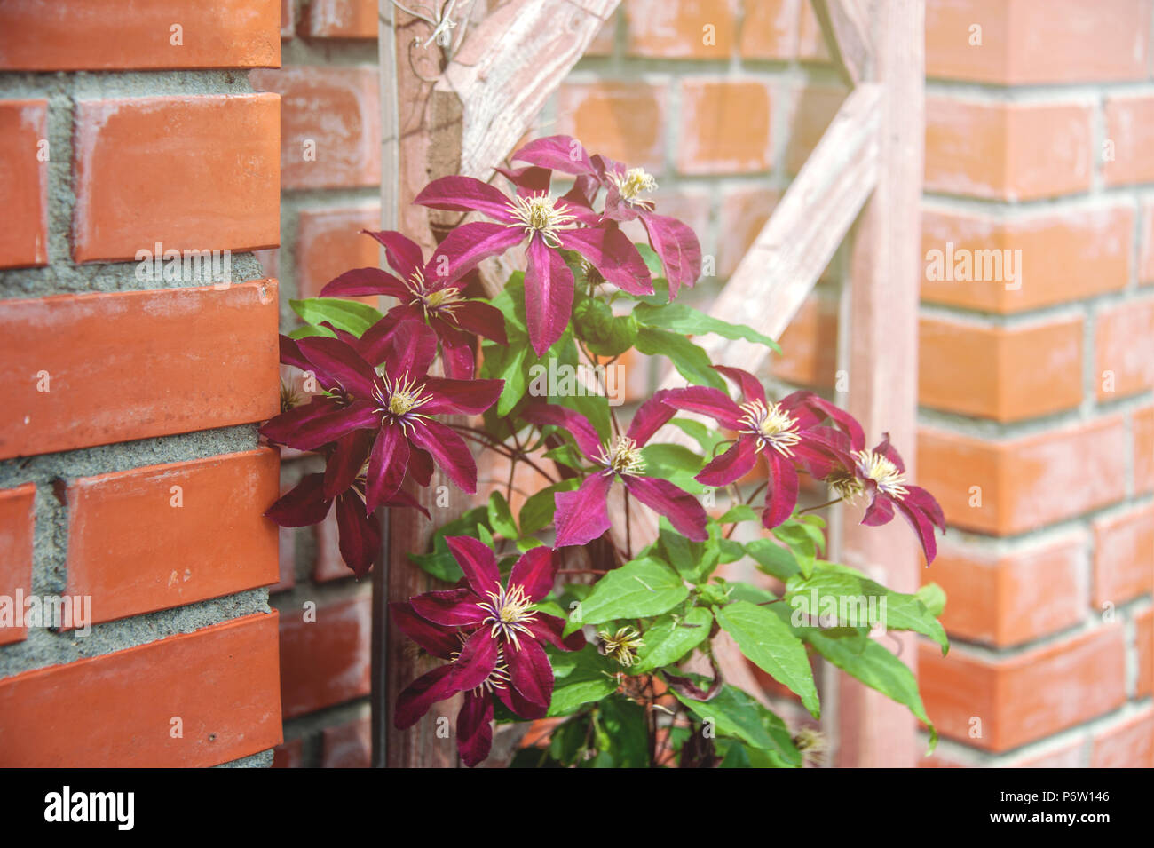 Beautiful background with flowers big pink clematis on a brick wall on