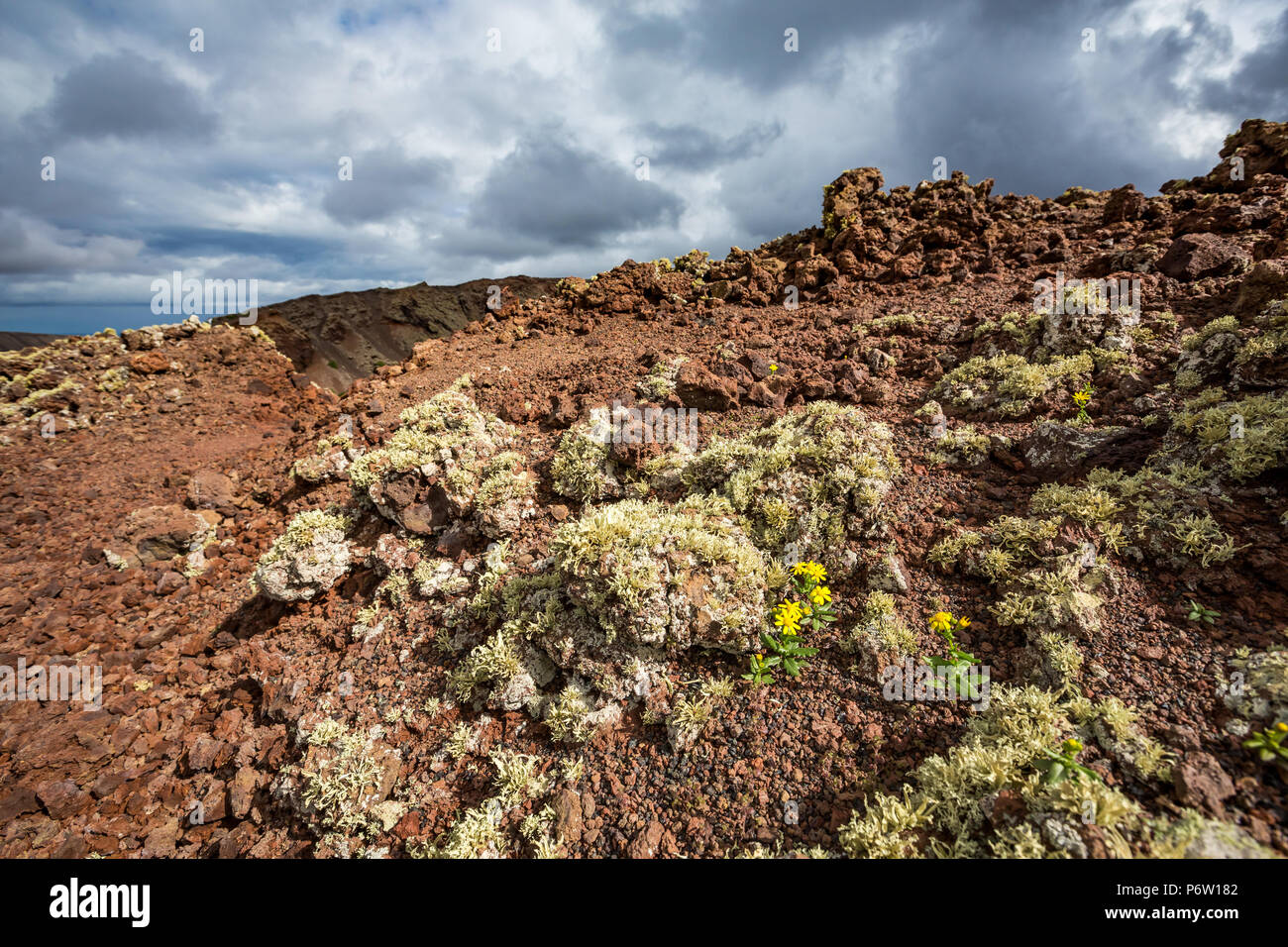Tiny yellow plants blossoming with yellow flowers survive on a volcano hillslope in Lanzarote, Canary Islands, Spain Stock Photo