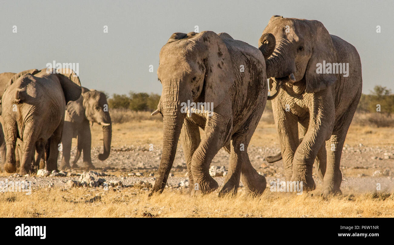 Big bull African Elephant - Loxodonta - chasing off smaller male Stock Photo