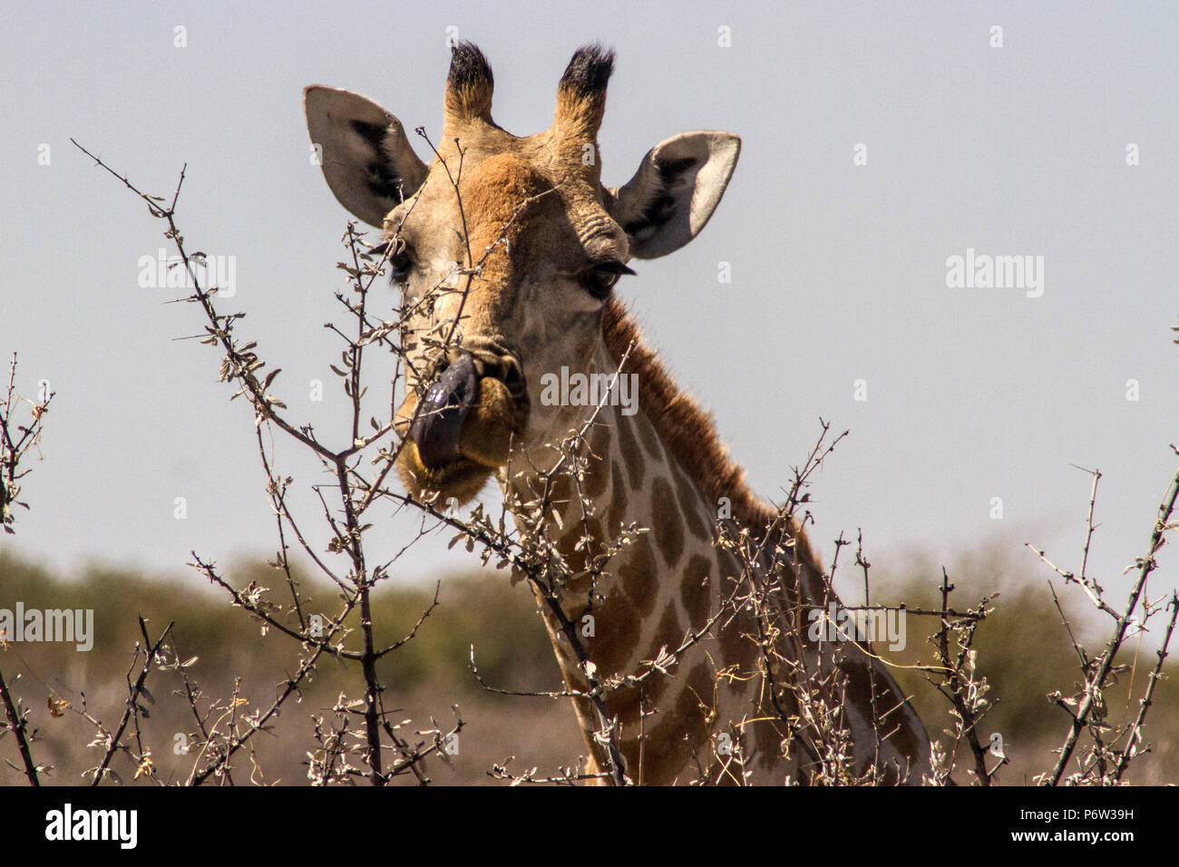 Head shot of a Namibian or Angolan Giraffe - Giraffa Cameloparalis Angolensis - using its tongue to eat in Etosha, Namibia. Stock Photo