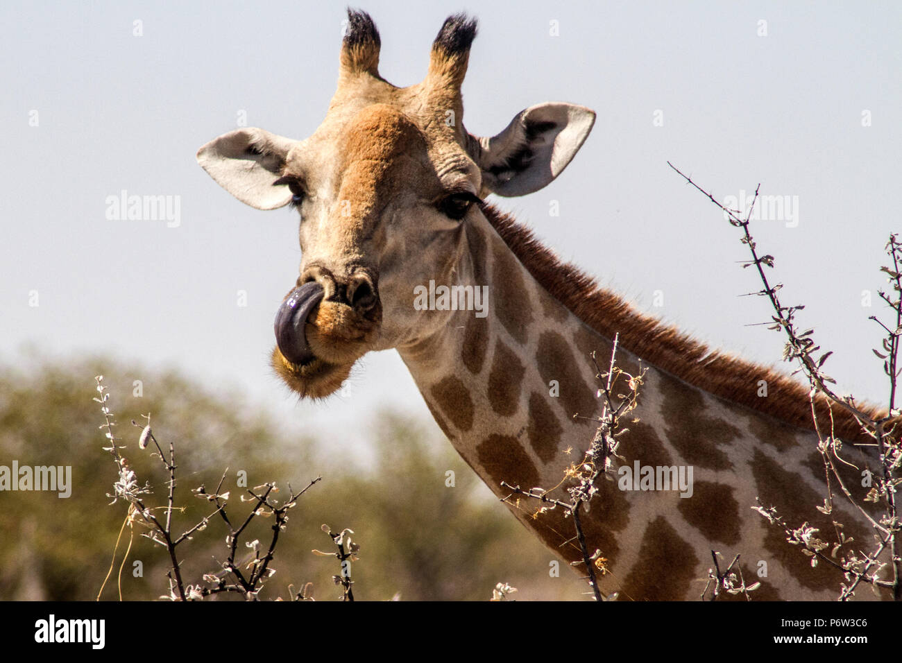 Close up head shot of Namibian or Angolan Giraffe - Giraffa Cameloparalis Angolensis - with tongue out and up nostril in Etosha, Namibia. Stock Photo