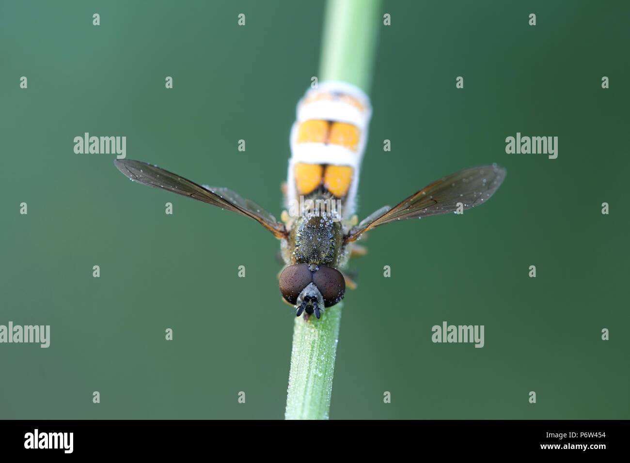 Parasitic fungus, Entomophthora muscae, turns fly  into a zombie Stock Photo