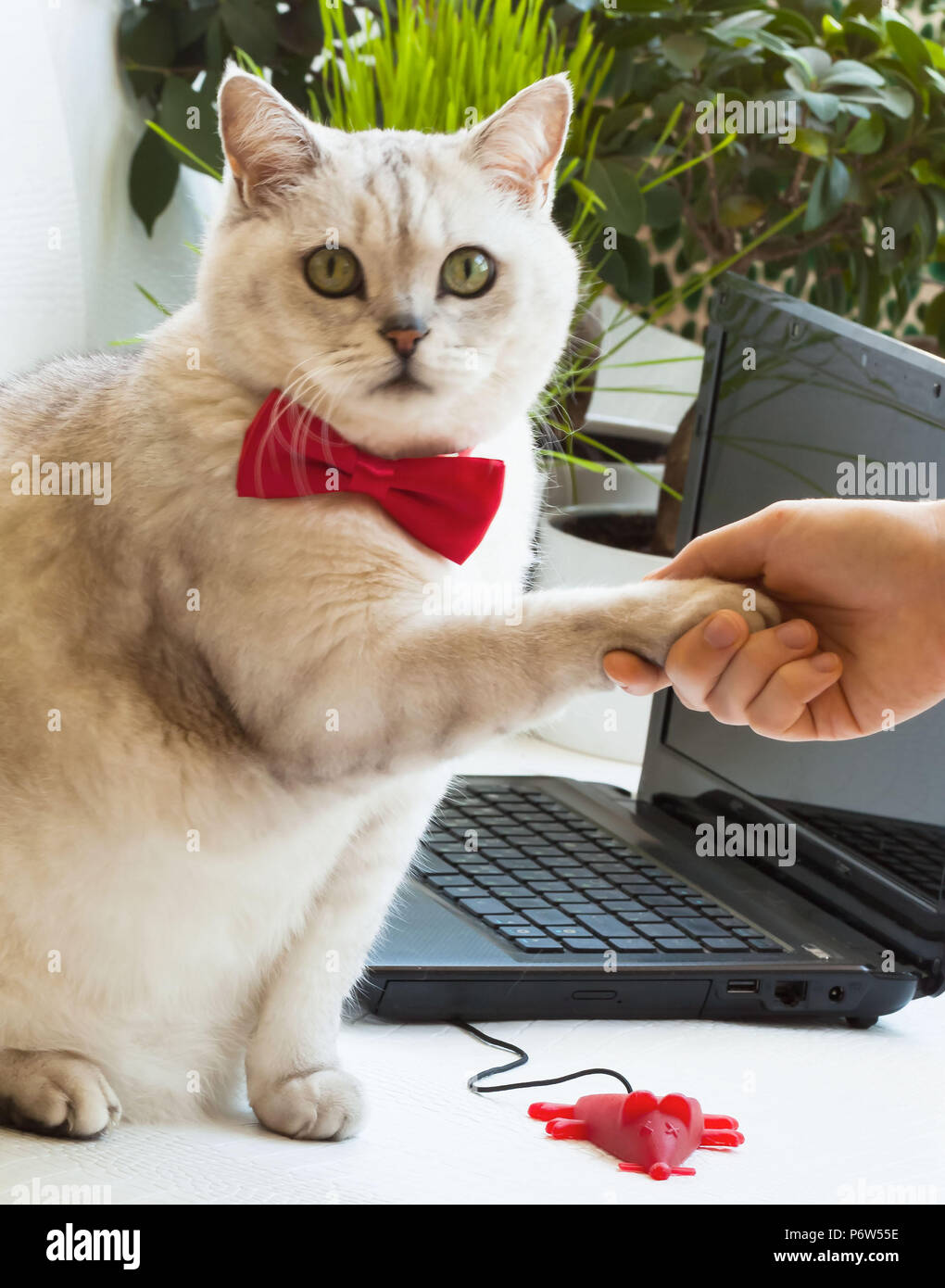 Comical portrait of Intelligent successful cat enters into an agreement