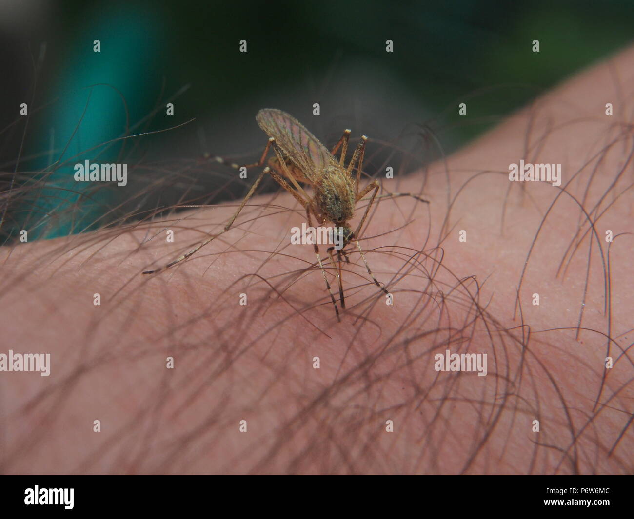 A mosquito sucks blood from a person. Bloodsucking insect. Midges ...