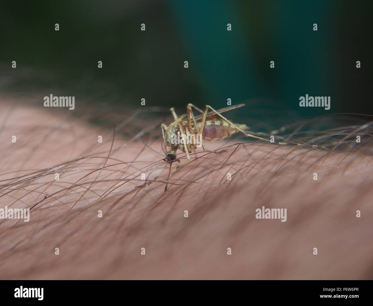A mosquito sucks blood from a person. Bloodsucking insect. Midges