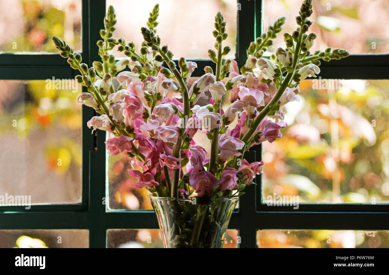 Snapdragons in a vase by a window Stock Photo