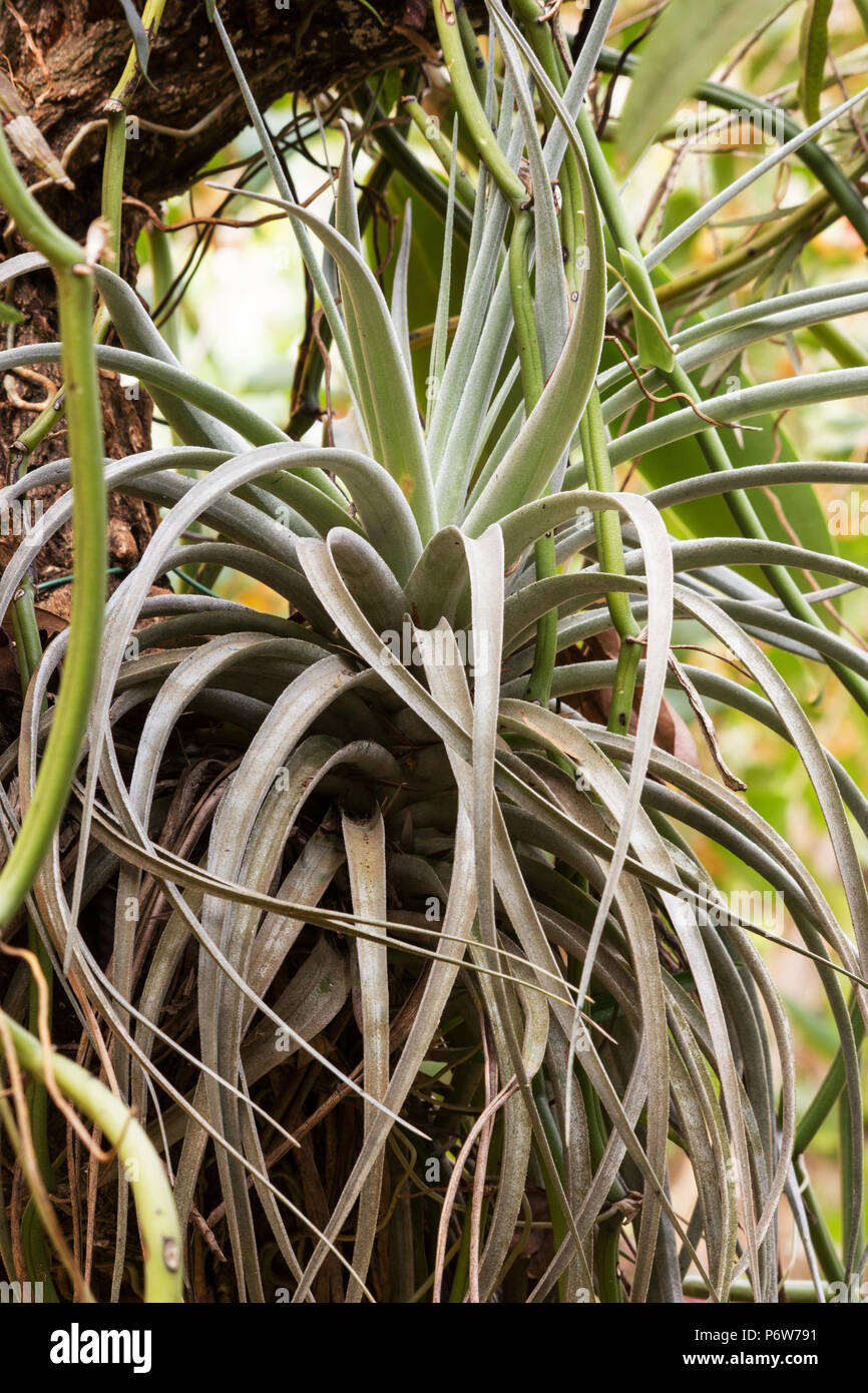 Tillandsia garden hi-res stock photography and images - Alamy