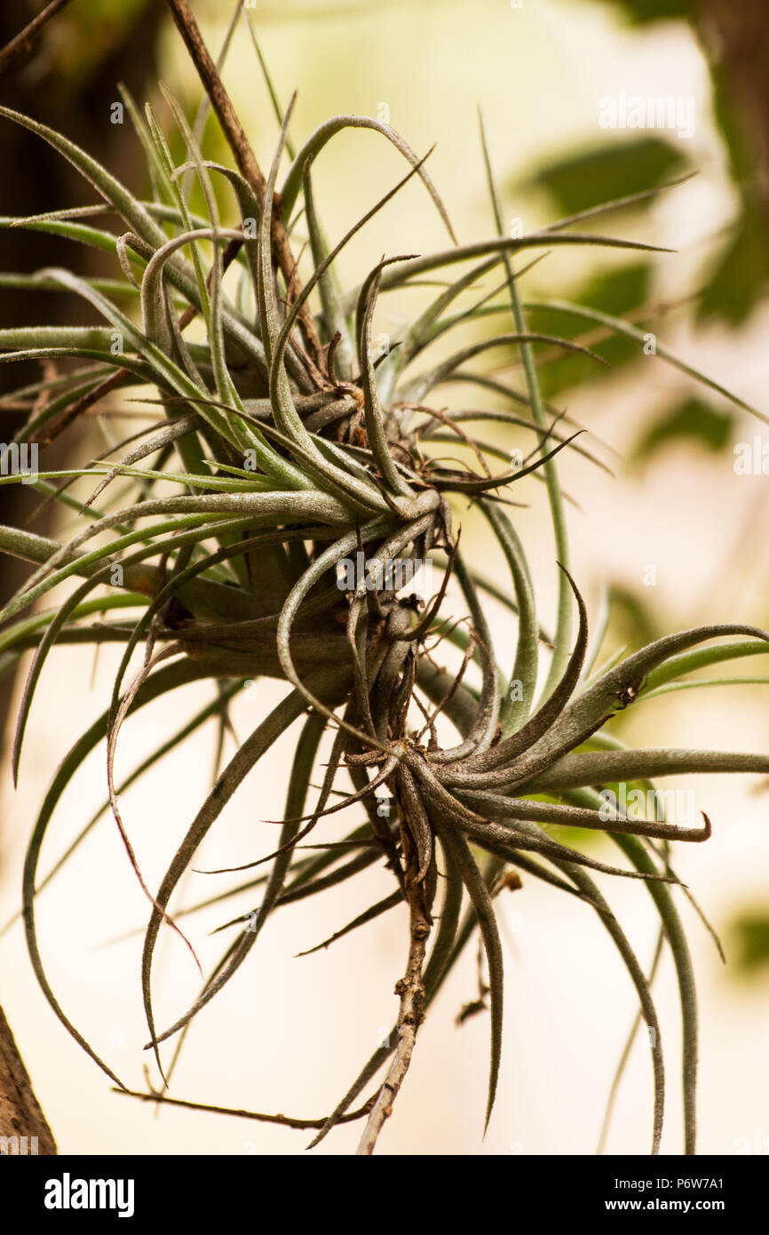 Tillandsia garden hires stock photography and images Alamy