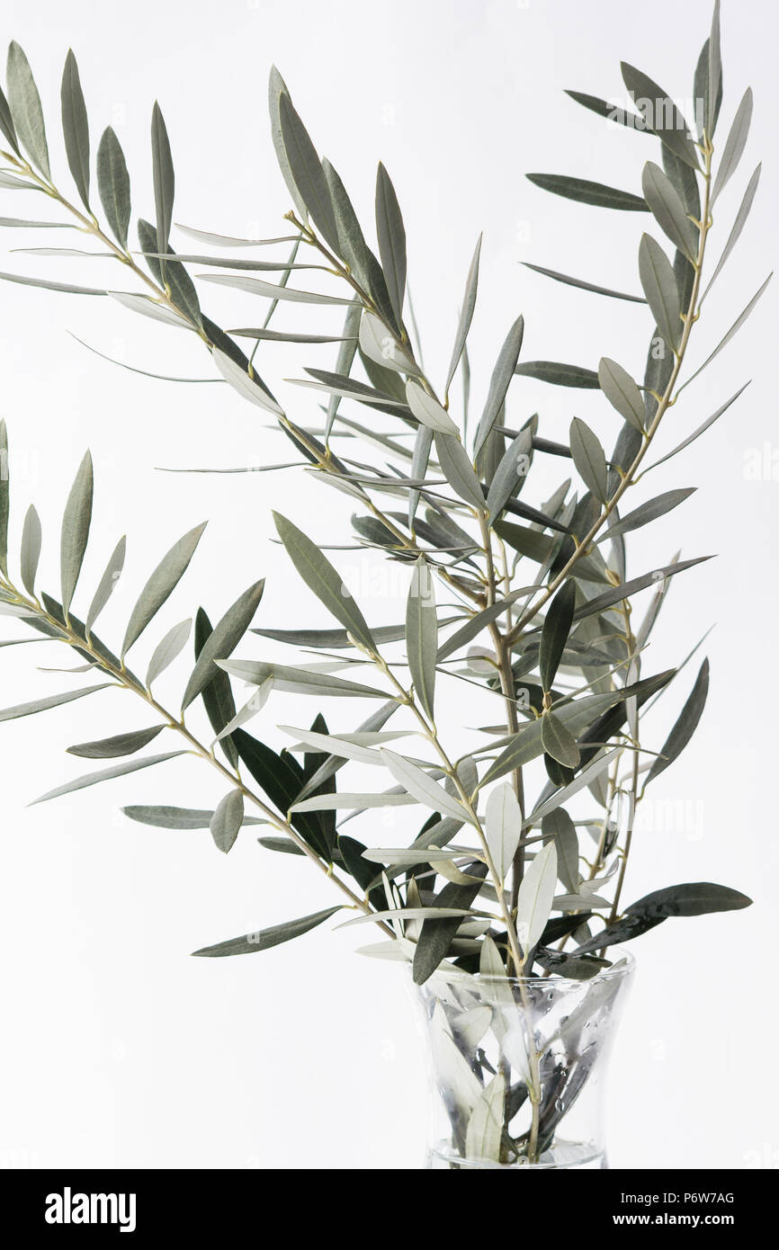 Olive branches in a vase on white background Stock Photo Alamy