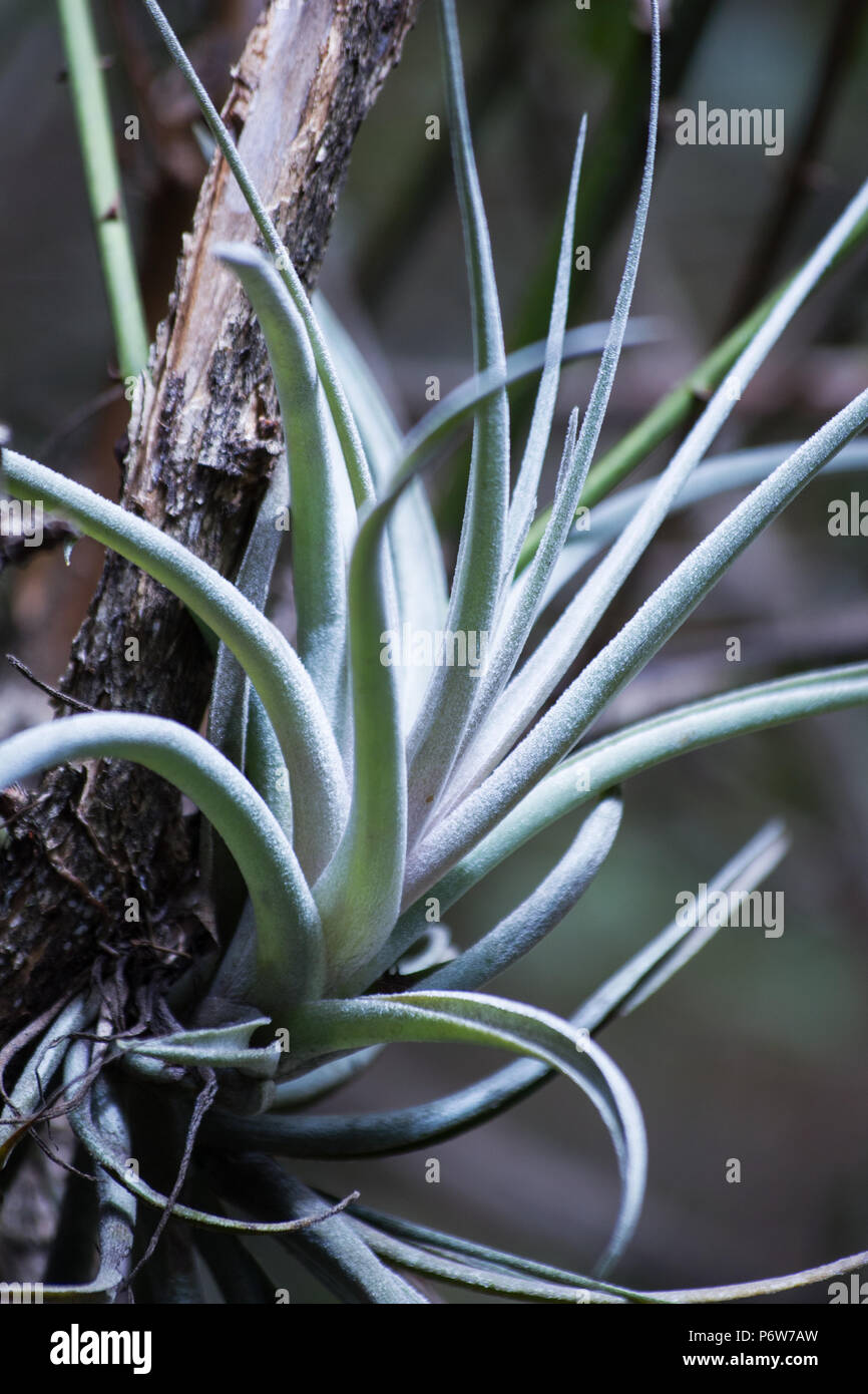 Tillandsia garden hi-res stock photography and images - Alamy