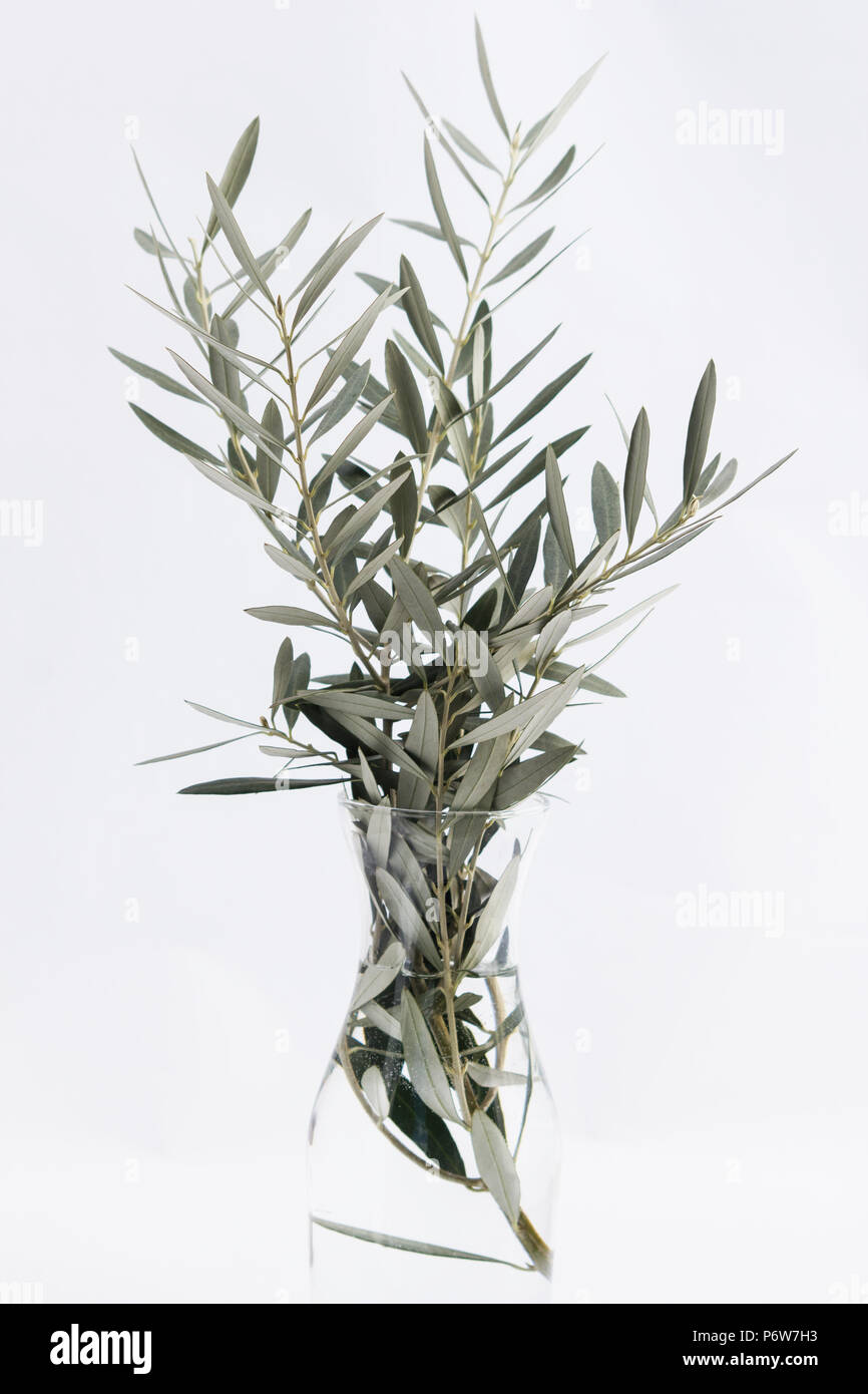 Olive branch cut out hires stock photography and images Alamy